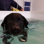 Home Use Hydrotherapy Pet Pool