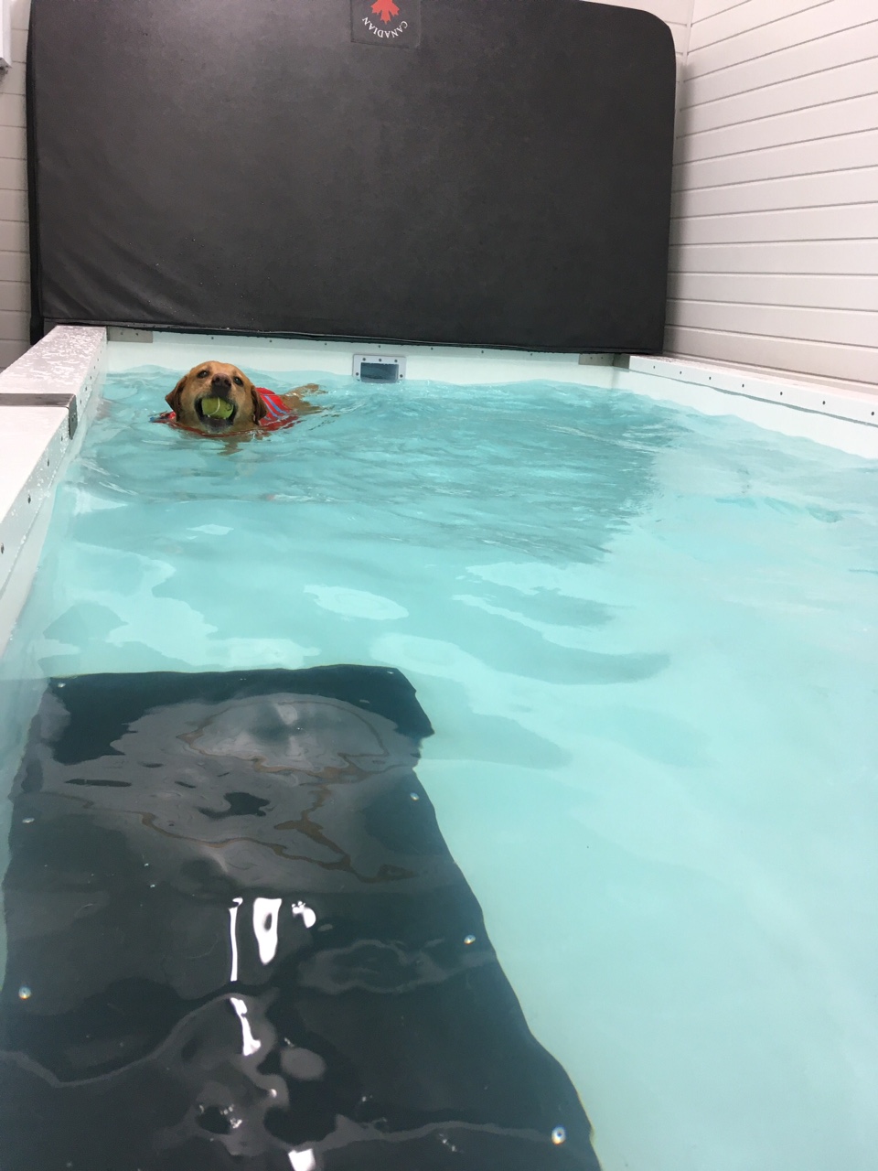 Labrador Swimming with Ball - Polythermal Jet Pool - Westcoast Hydrotherapy